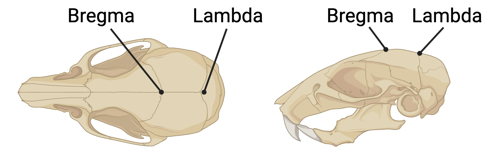 Bregma and Lambda anatomical reference points
